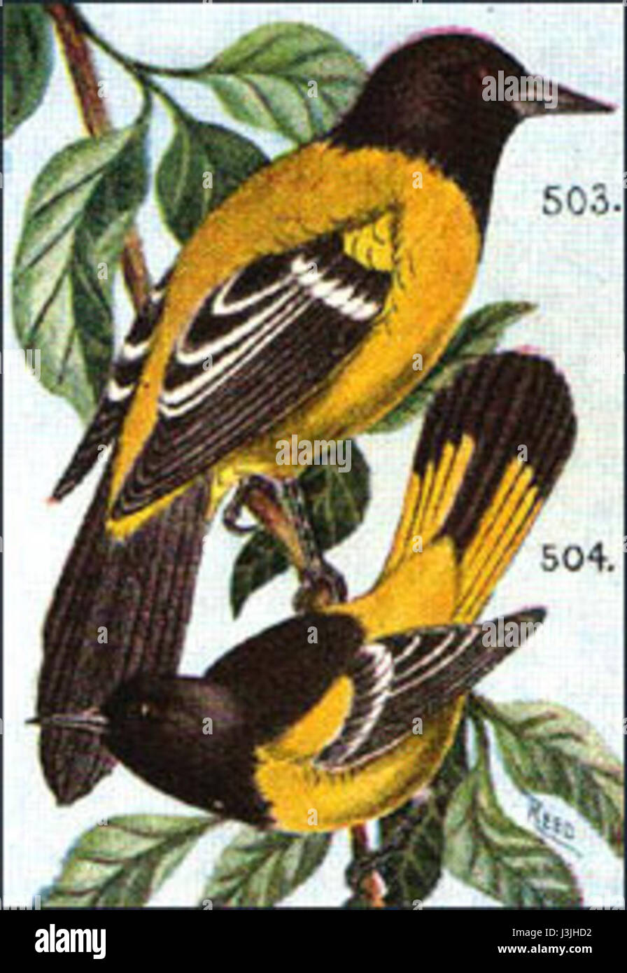 Icterus melanocephalus audubonii Stock Photo Alamy