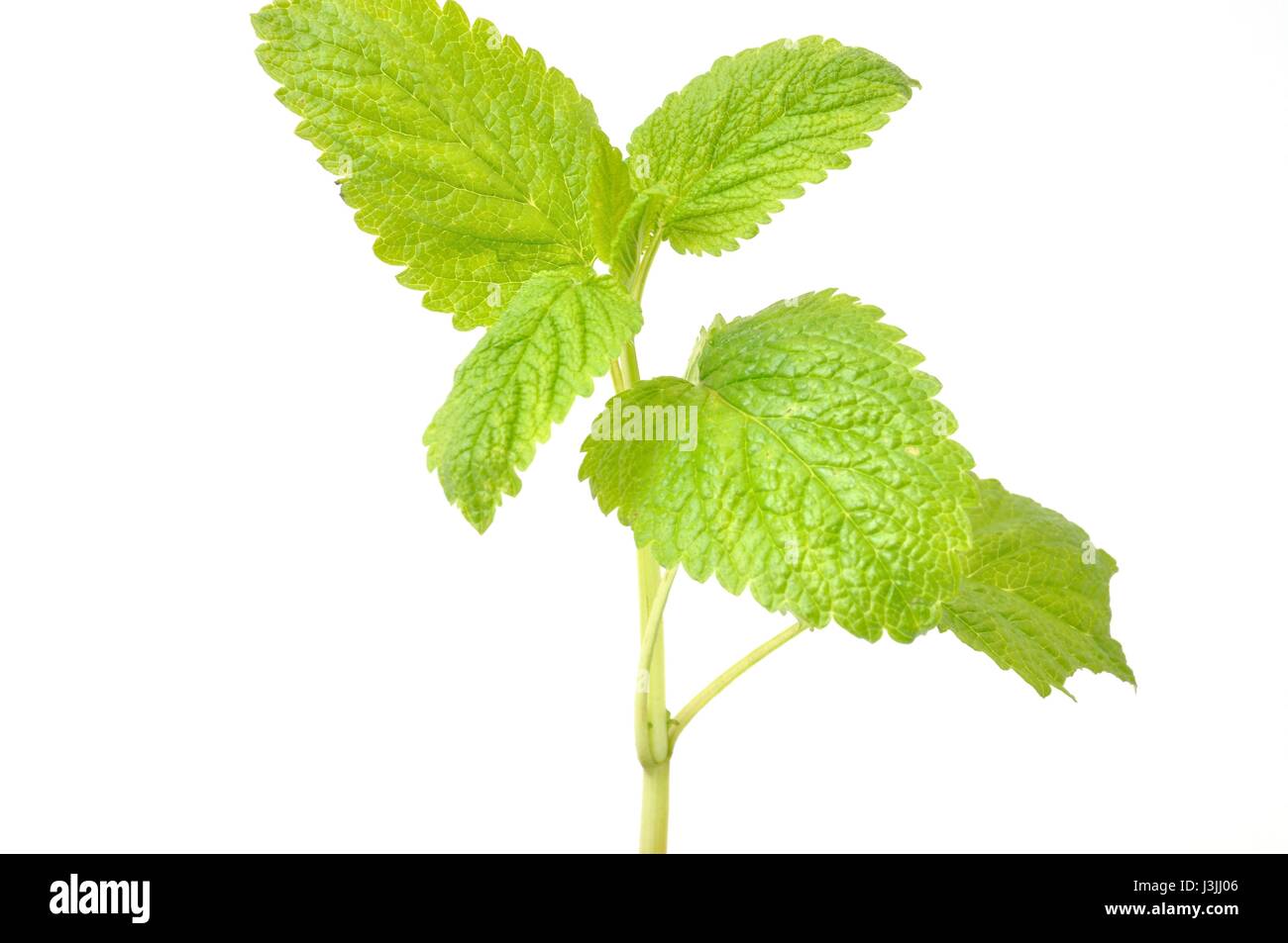 lemon balm Stock Photo