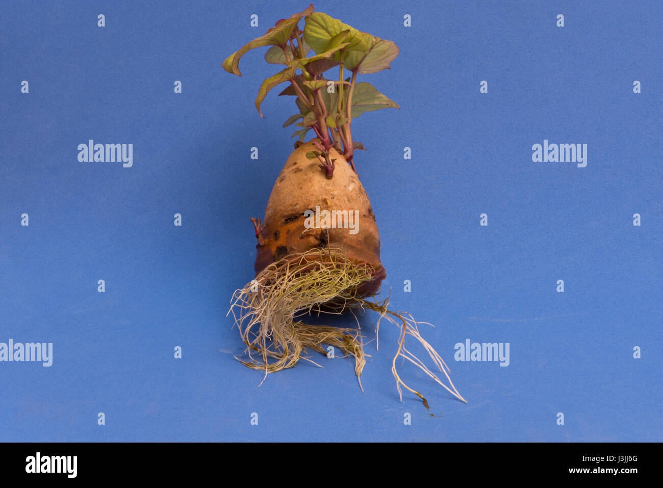 Sweet Potato Slip Grow High Resolution Stock Photography And Images Alamy Sweet Potato Slip Grow High Resolution Stock Photography And Images Alamy