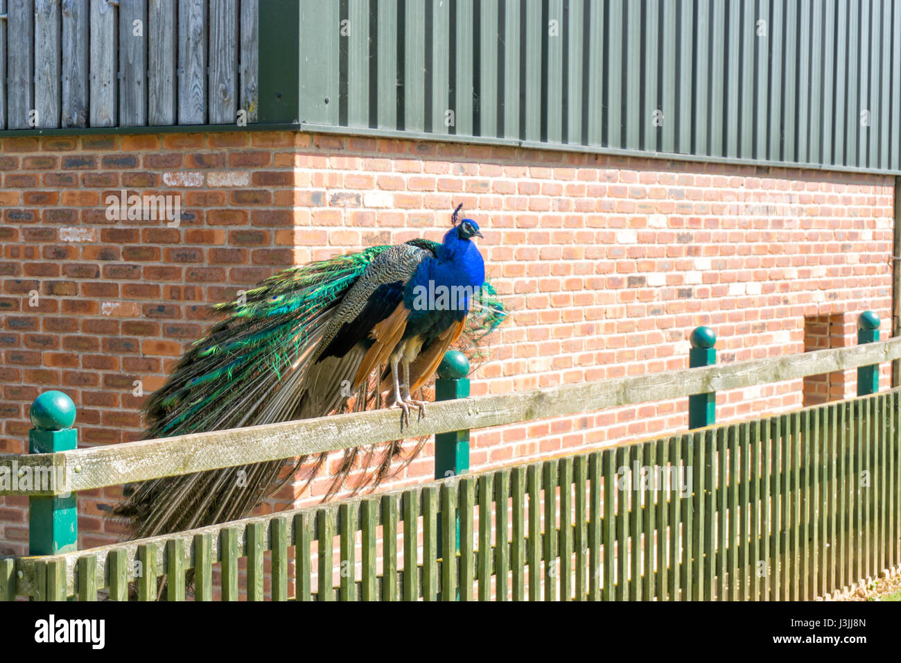 Colourful Peacock, Tropical Butterfly House, Sheffield, Nature Stock