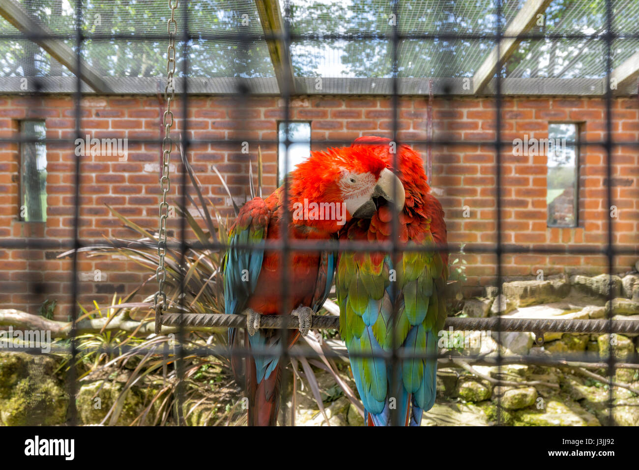 Scarlet Macaw Parrot's, Tropical Butterfly House, Sheffield, Nature