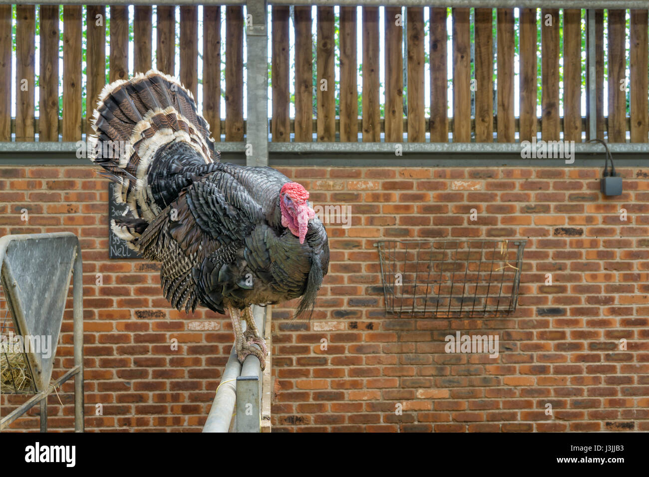 Turkey, Tropical Butterfly House, Sheffield, Nature Stock Photo Alamy