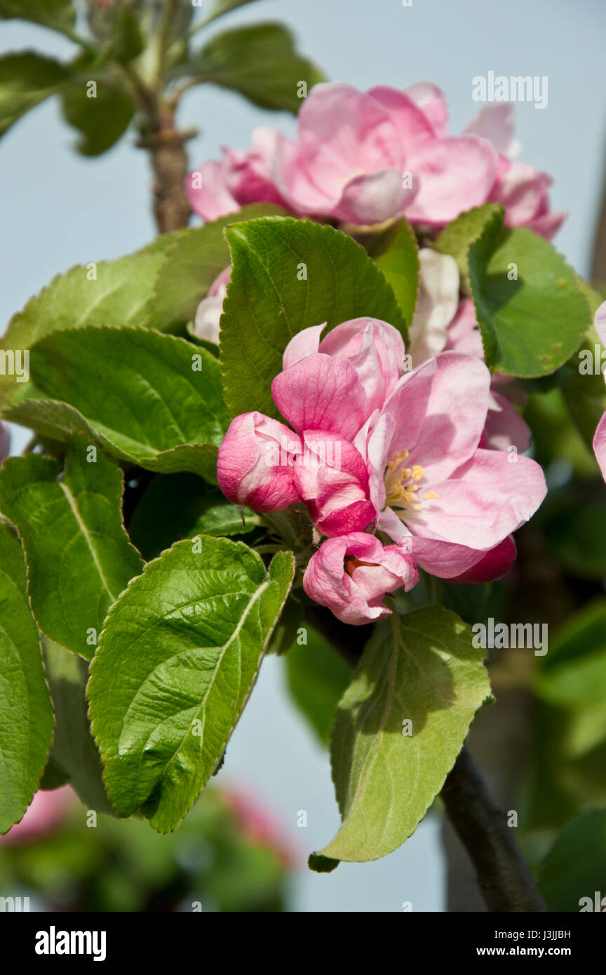 Apple Blossom And New Leaves On A Bramley Apple Tree In Spring Stock Photo Alamy