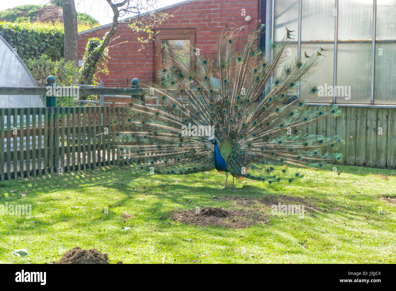 Colourful Peacock, Tropical Butterfly House, Sheffield, Nature Stock