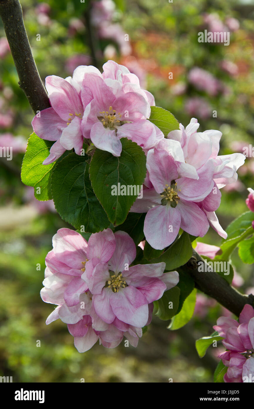 Apple blossom and new leaves on a Bramley apple tree in spring Stock Photo
