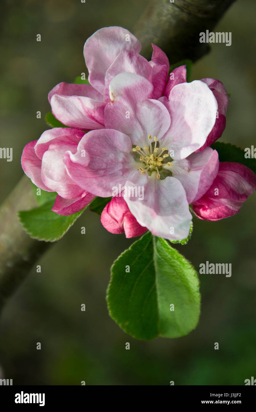 Blossom on bramley apple tree hi-res stock photography and images - Alamy