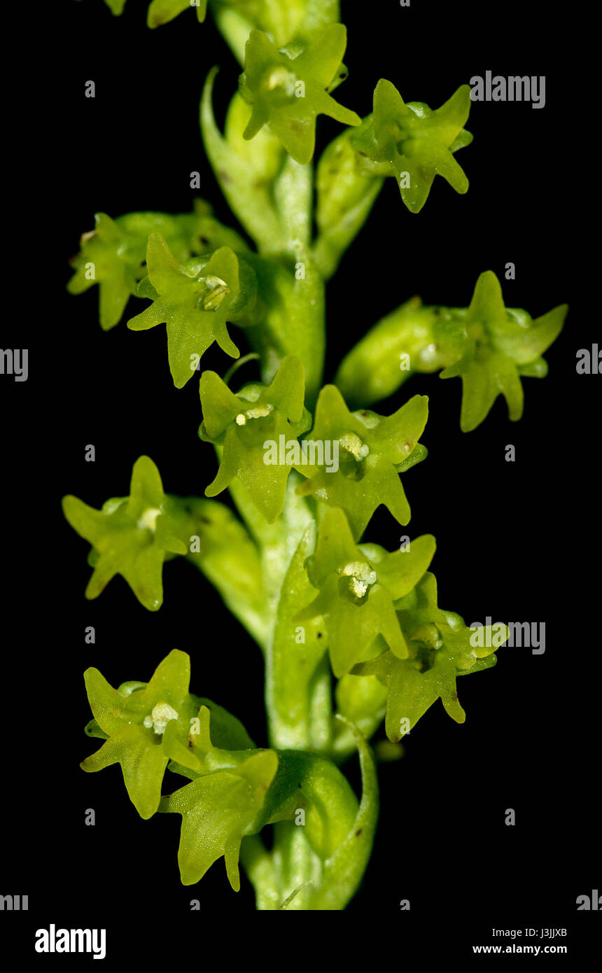 Detail of the flowers of Two-leaved Gennaria Orchid (Gennaria diphylla) isolated over a black background. Arrabida mountains, Portugal. Stock Photo
