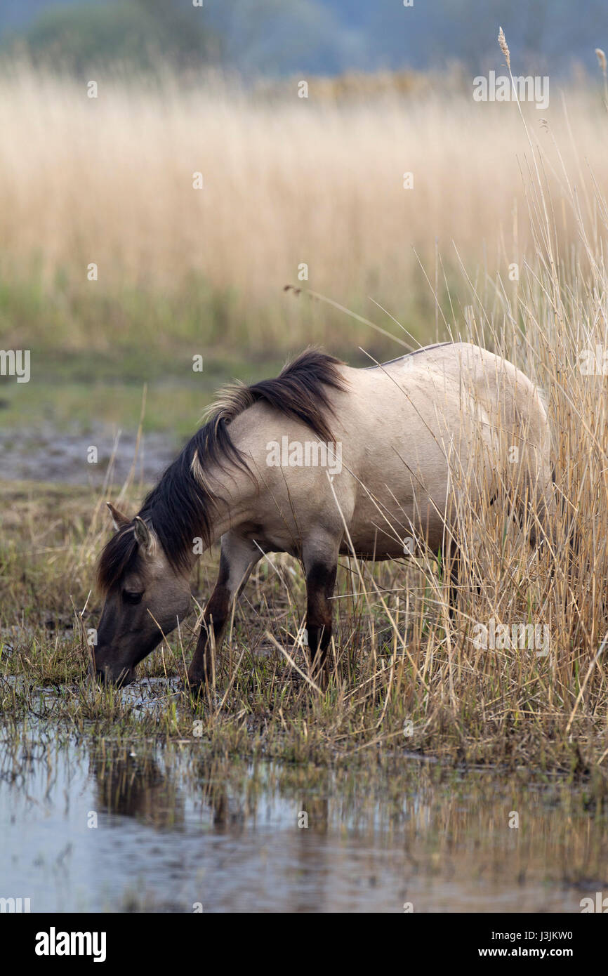 Konik Pony, single adult feeding on reedbed, Minsmere, Suffolk, UK Stock Photo