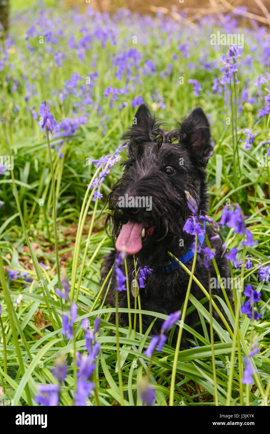 Male Scottish terrier dog in a forest with bluebells Stock Photo