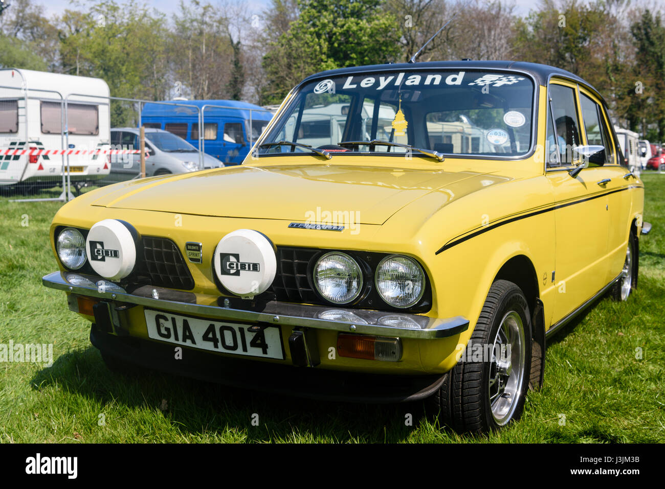 Mimosa yellow triumph hires stock photography and images Alamy