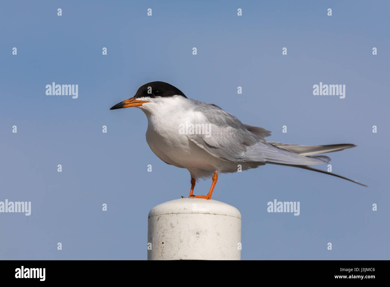 Common tern (Sterna hirundo) perching on a pole. Stock Photo