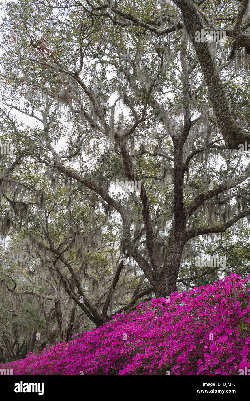 Azaleas in Savannah, Stock Photo Alamy