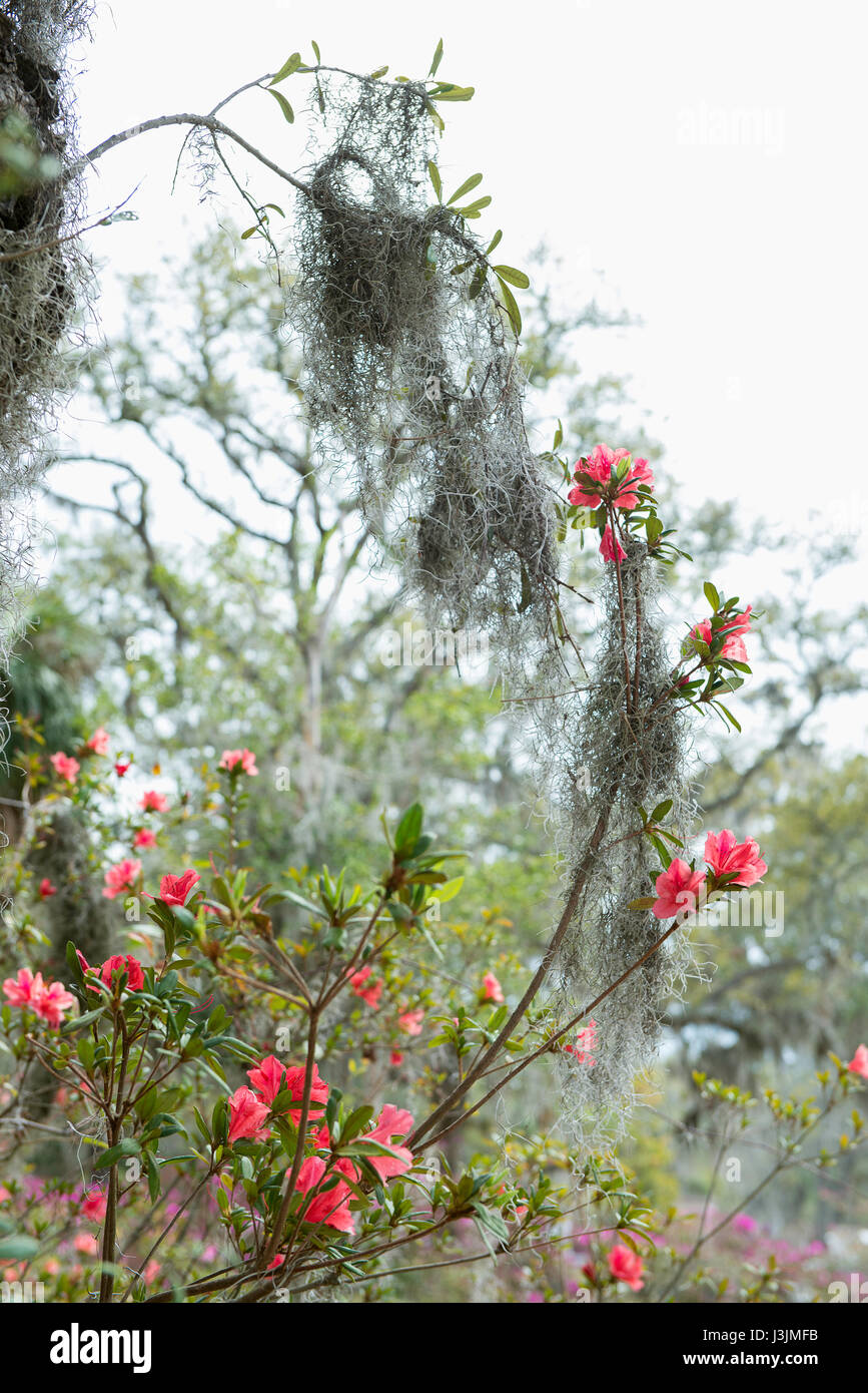 Spanish moss savannah hires stock photography and images Alamy