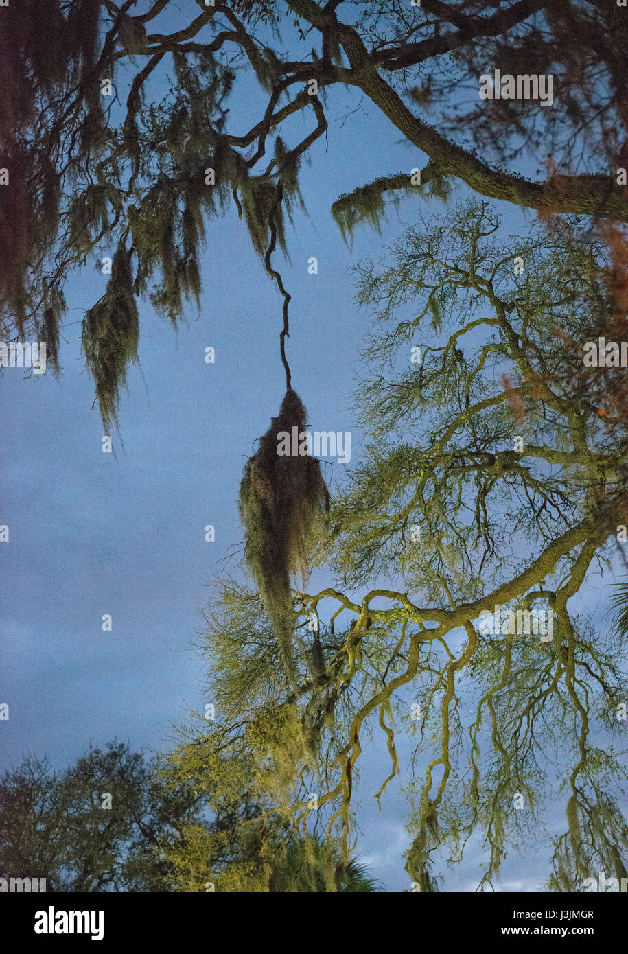 Spanish moss at night in Savannah Stock Photo Alamy