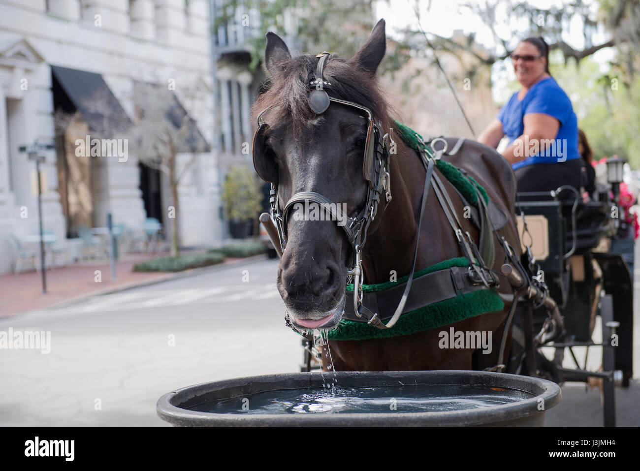 A horse drinking from a trough in Savannah, Stock Photo Alamy