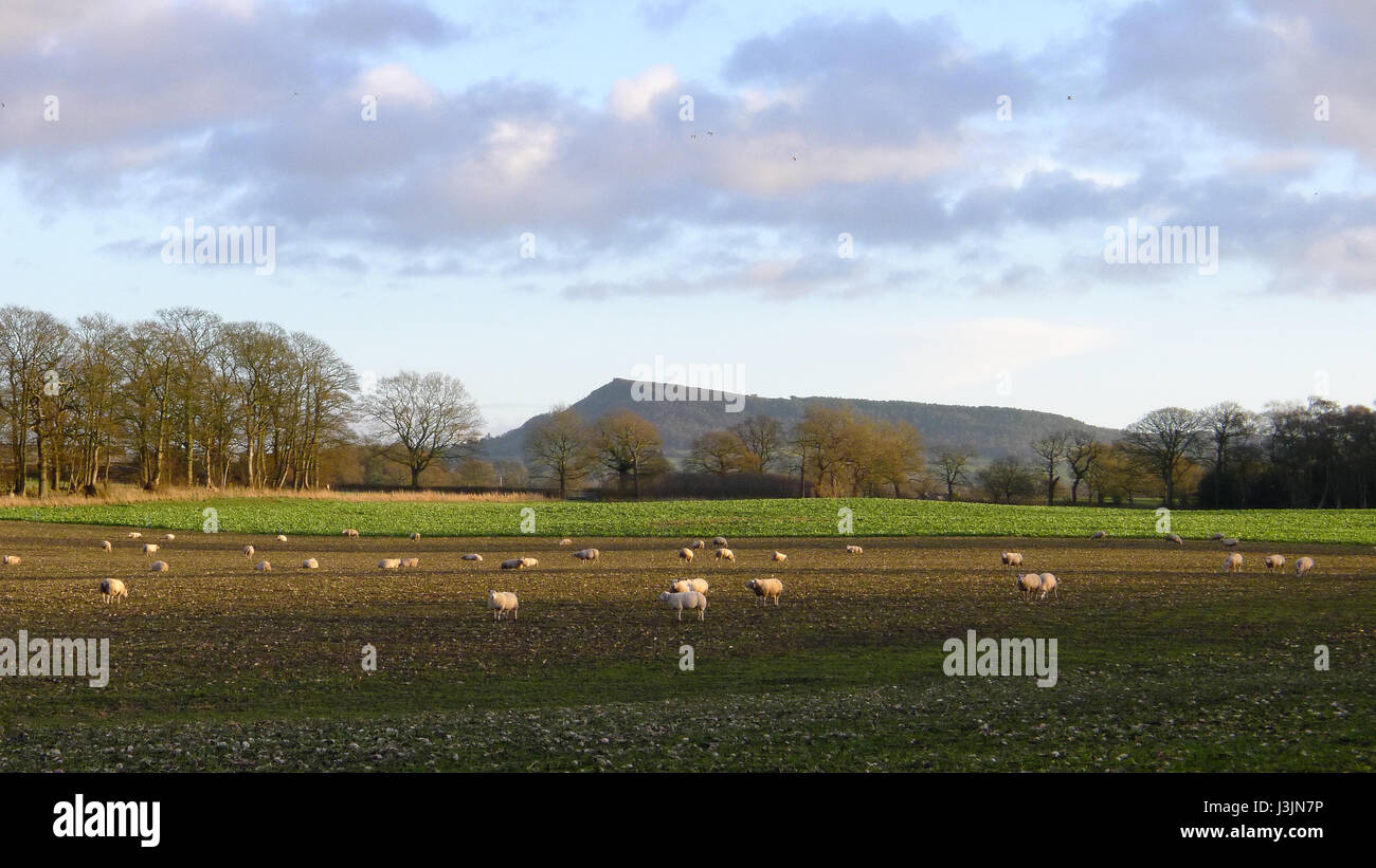 Looking across fields to the Bosley Cloud escarpment in Cheshire Stock Photo