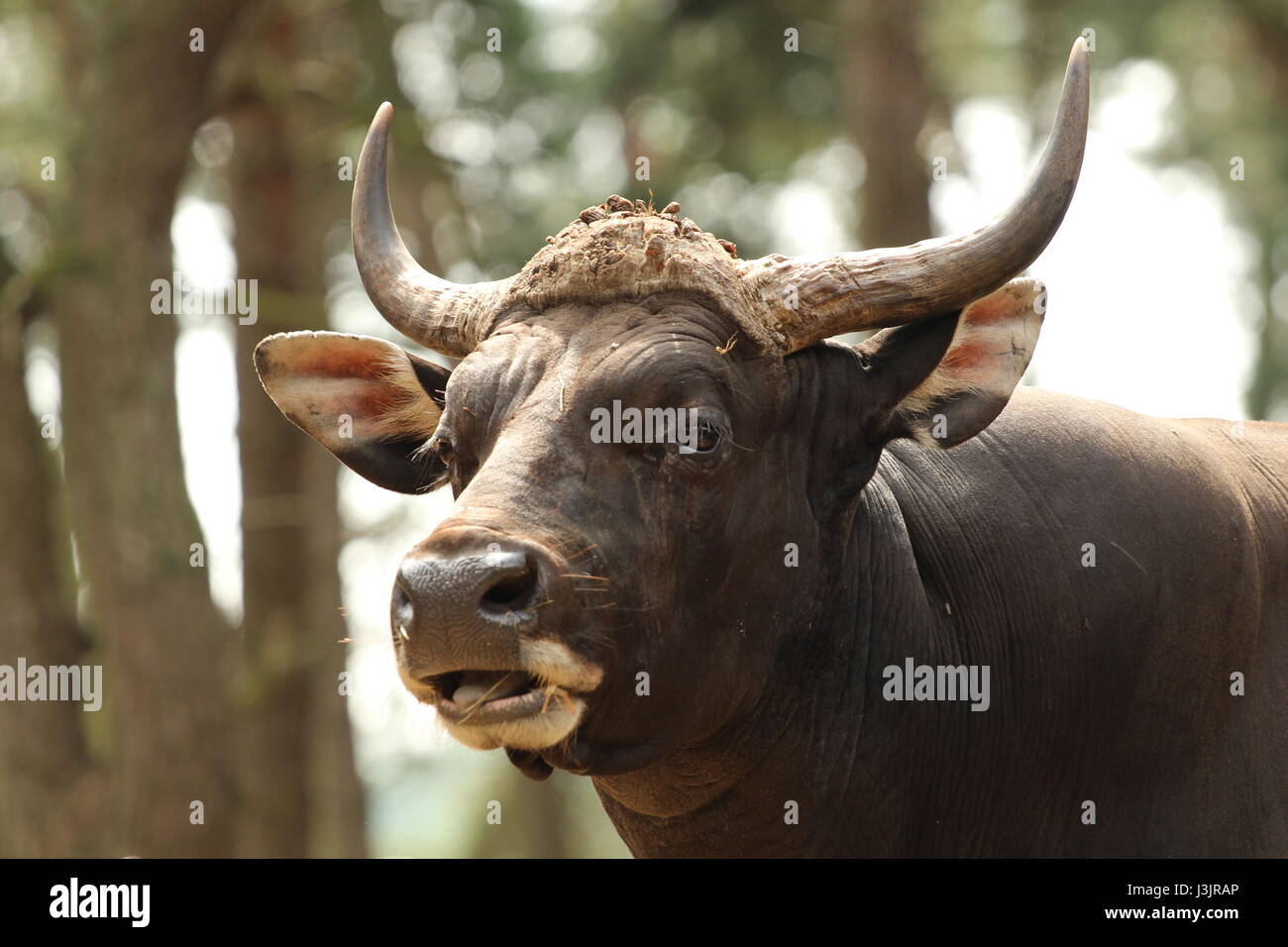 Wild dier hi-res stock photography and images - Alamy