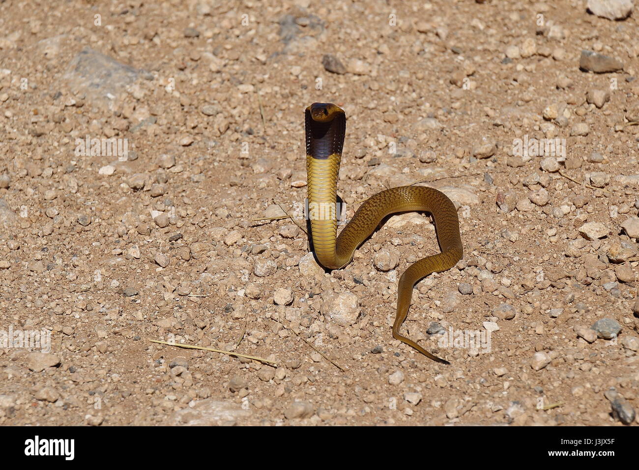 Juvenile Cape cobra a snake endemic to South Africa Stock Photo