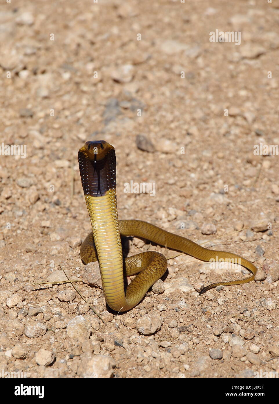 Juvenile Cape cobra a snake endemic to South Africa Stock Photo