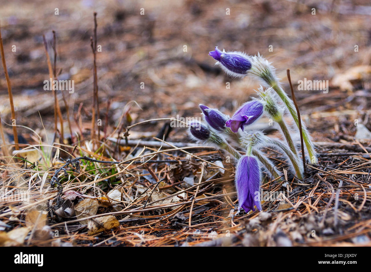Pasque flower is also called the May Day flower. It grows wild and its blooming is one of the first signs of spring. Stock Photo
