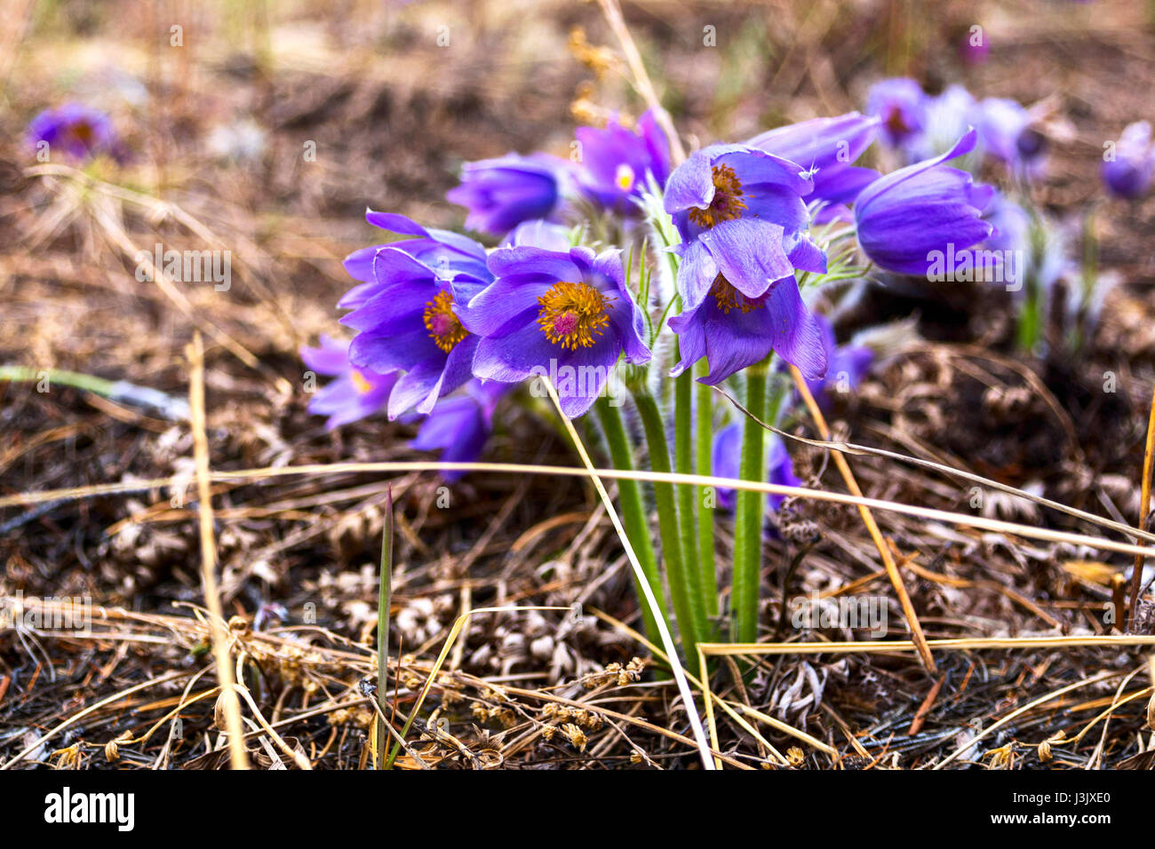 Detail rare and protected spring flower - Pulsatilla. Close up. Stock Photo