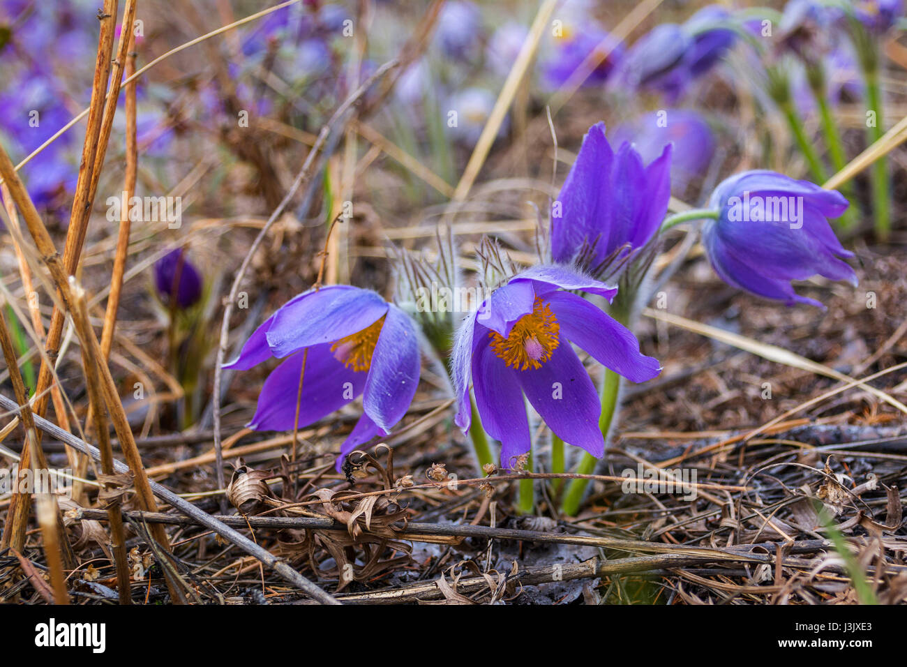 Beautiful blooming spring flowers. Natural blurred background. (Pasque Flowers - Pulsatilla). Seasonal photo of spring and nature Stock Photo
