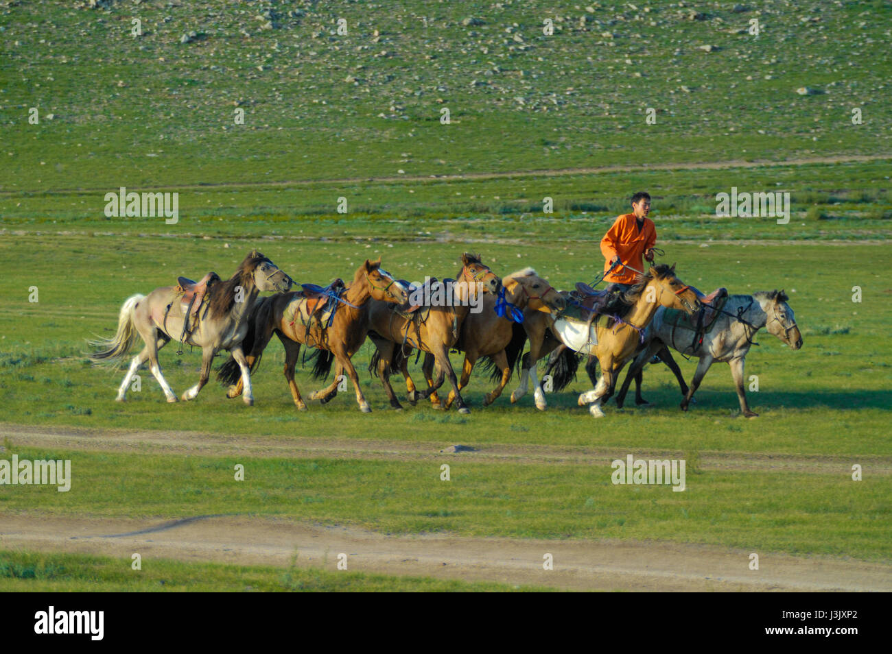 rider with a herd of horses in the Mongolian steppe Stock Photo - Alamy