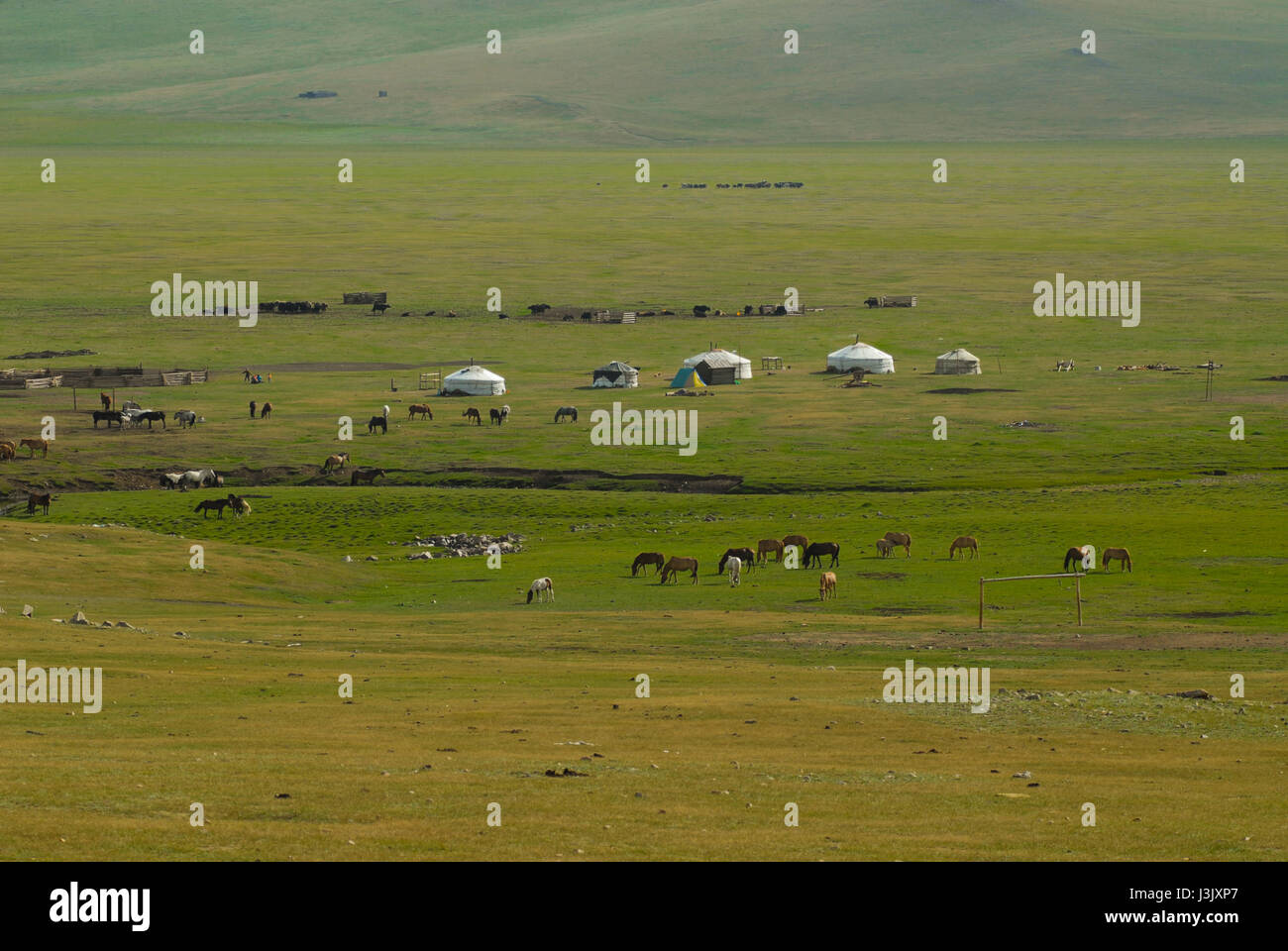 Steppe with yurts and horses in mongolia Stock Photo
