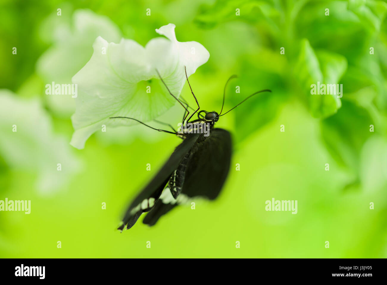 Butterfly feeding on flower Stock Photo Alamy