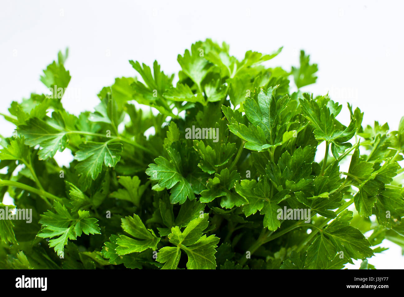green leaves of parsley isolated on white background Stock Photo - Alamy