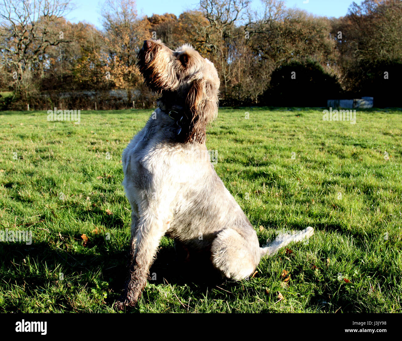 obedient dog Stock Photo