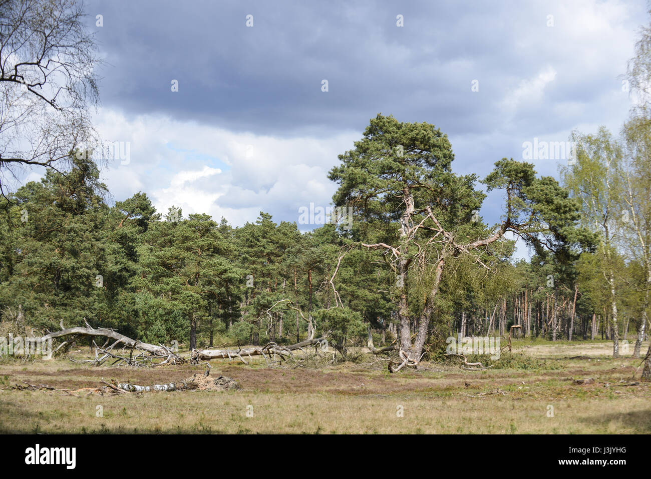 De Hoge Veluwe National park, Otterlo, Holland Stock Photo Alamy