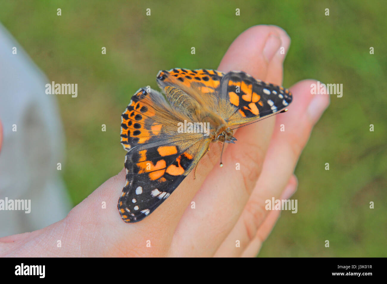 Painted lady butterfly on boys hand Stock Photo