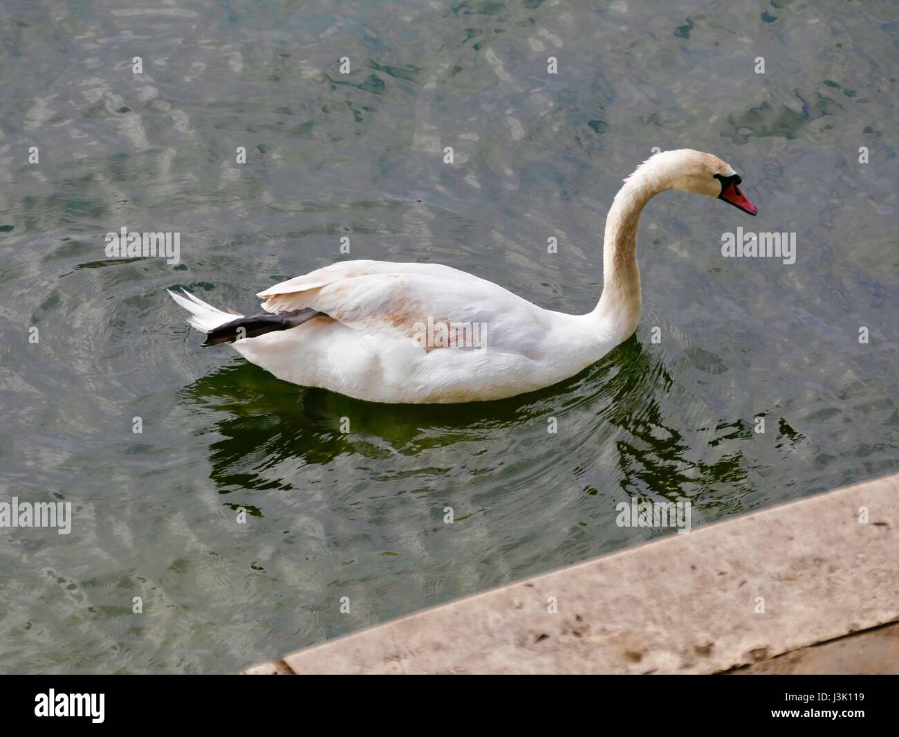 Swan floating in the Seine with one leg resting on its back. Paris, France. Stock Photo