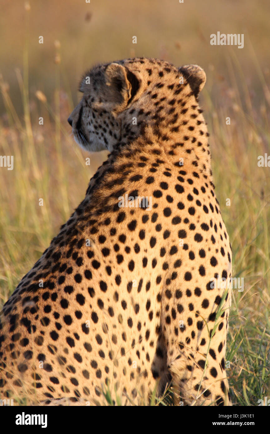 A cheetah's (Acinonyx jubatus) golden fur and black spots are radiant in the afternoon light. Ol Pejeta Conservancy, Kenya. Stock Photo