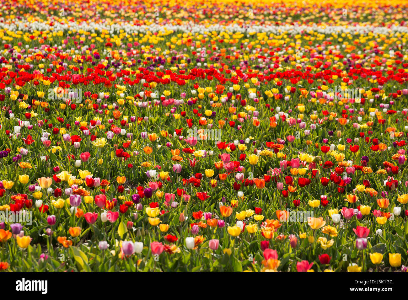 Beautiful field of colorful tulips Stock Photo - Alamy