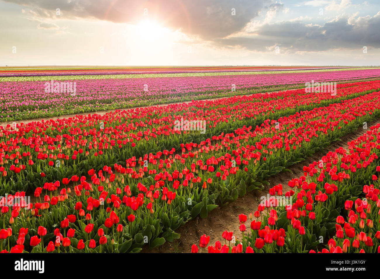 Beautiful field of colorful tulips at sunset Stock Photo - Alamy