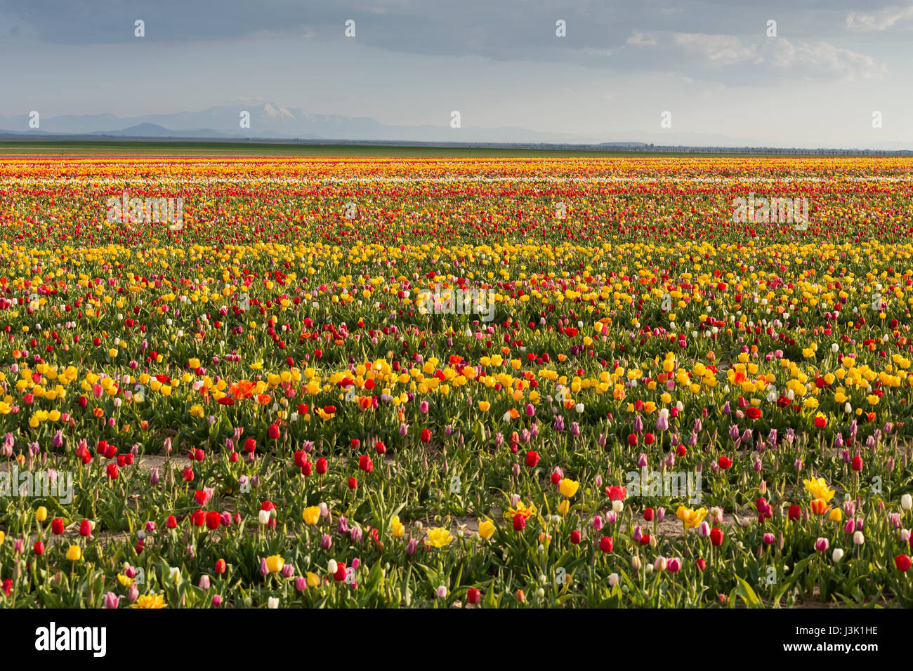 Beautiful field of colorful tulips Stock Photo - Alamy