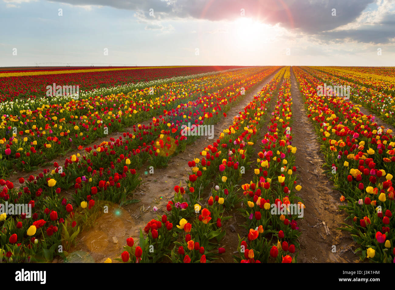 Beautiful field of colorful tulips at sunset Stock Photo - Alamy