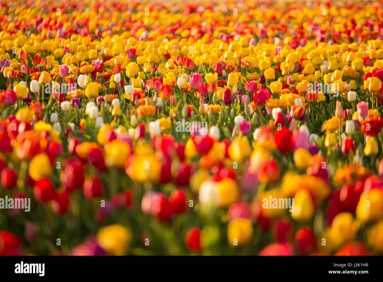 Beautiful field of colorful tulips Stock Photo - Alamy