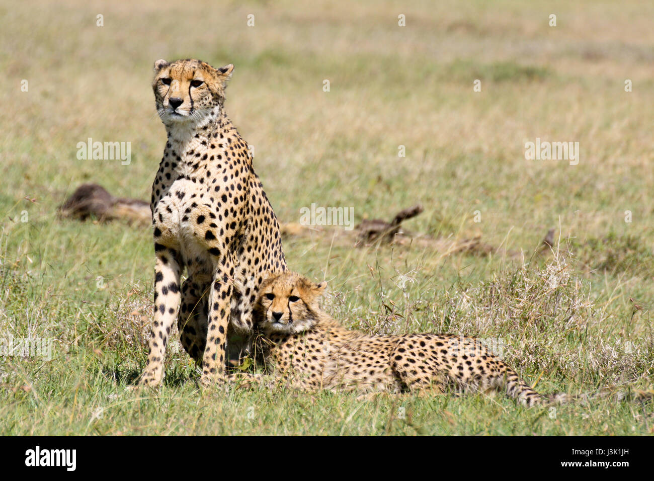 Half grown offspring hi-res stock photography and images - Alamy