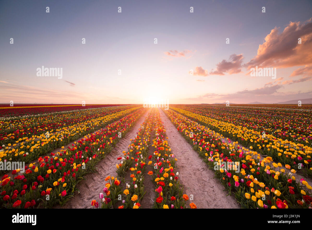 Tulips flower field in sunset hi-res stock photography and images - Alamy