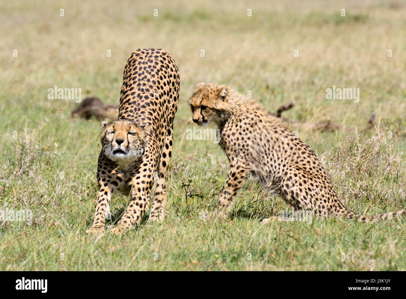 Half grown offspring hi-res stock photography and images - Alamy