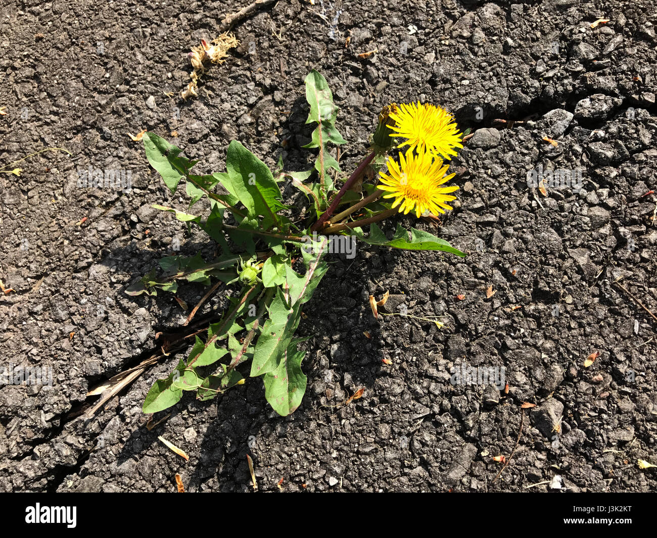 Stubborn weed hi-res stock photography and images - Alamy