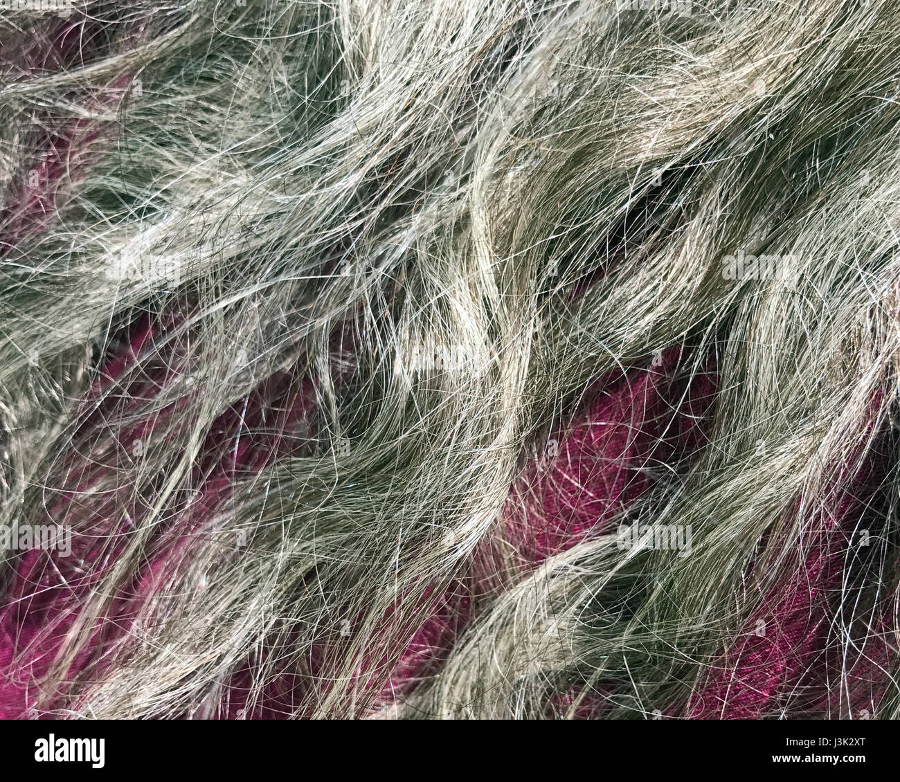 Gray hair of woman. Stock Photo