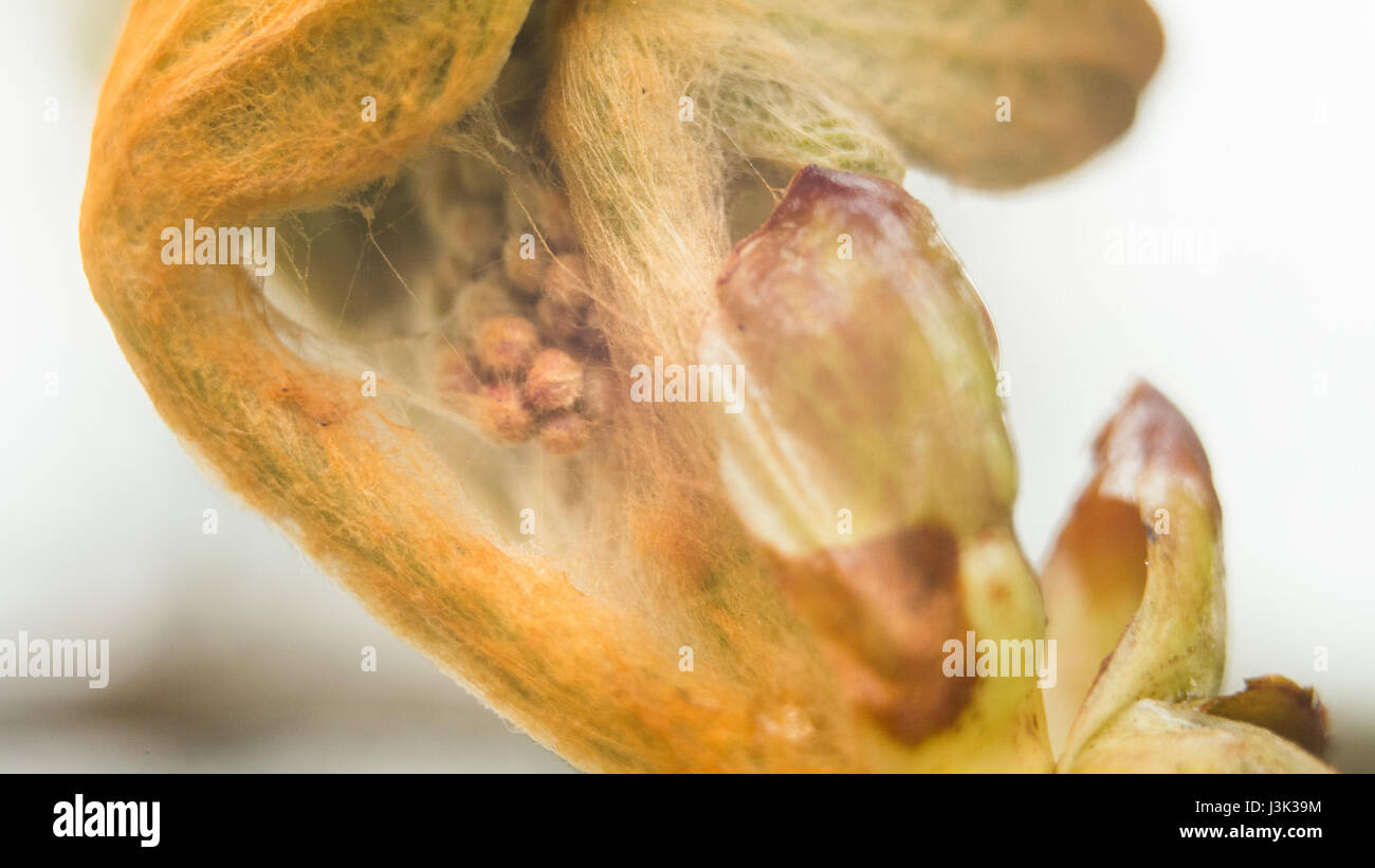 The sprout of chestnut begins to blossom. Macro shot. Stock Photo