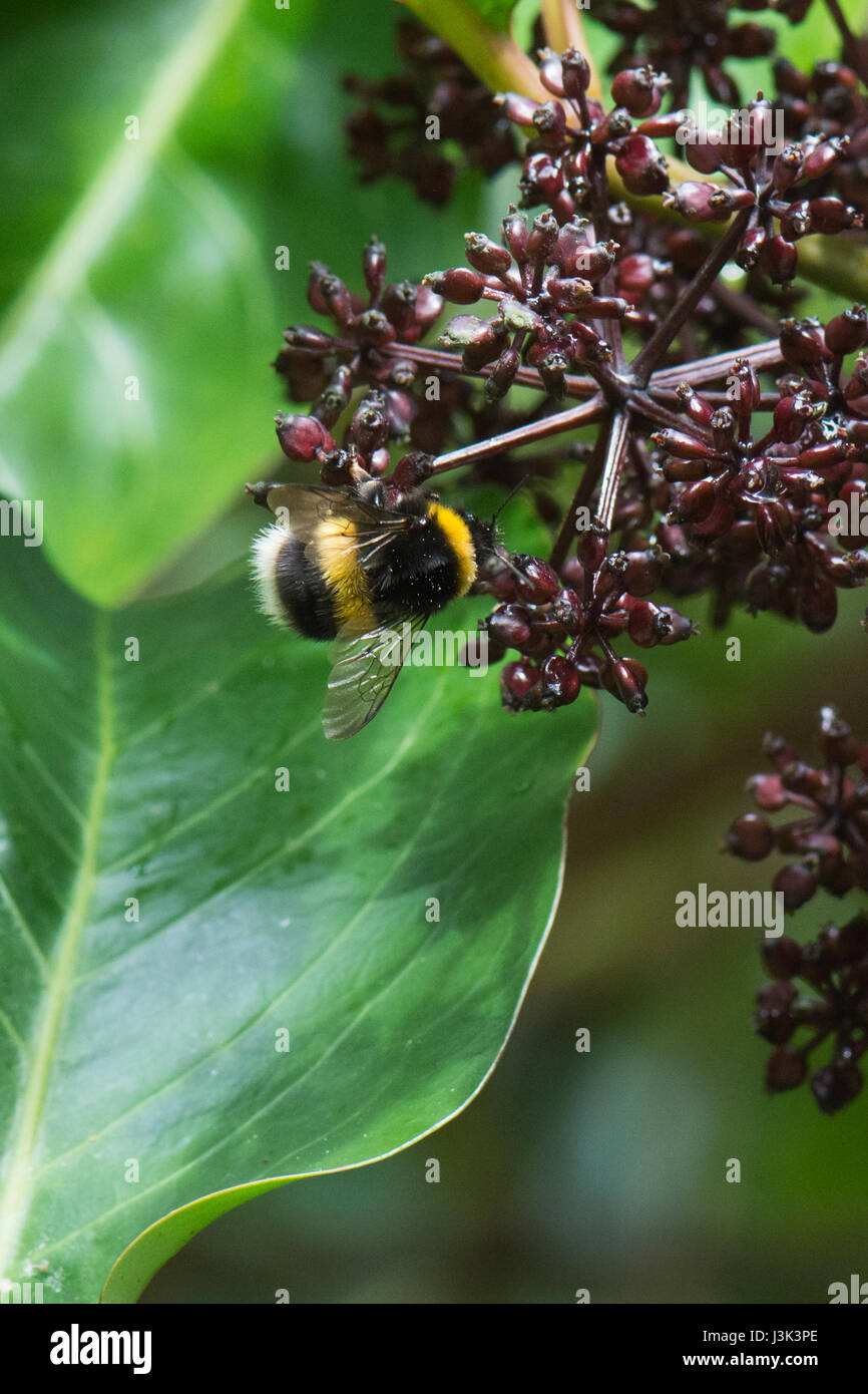 Pseudopanax laetus flowers - attractive to bees Stock Photo