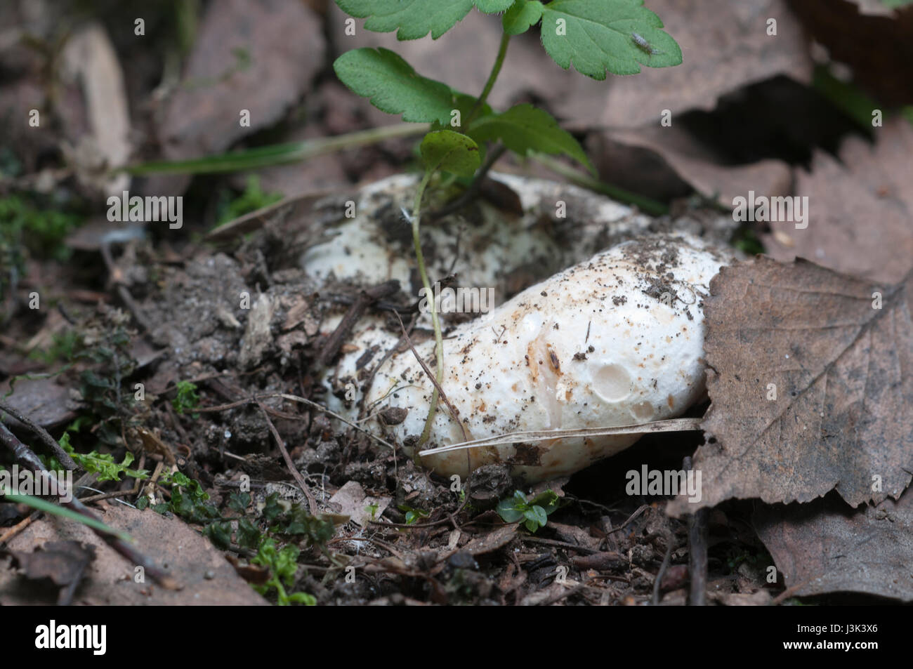 Milk-white brittlegill (Russula delica) mushroom, close up shot Stock Photo