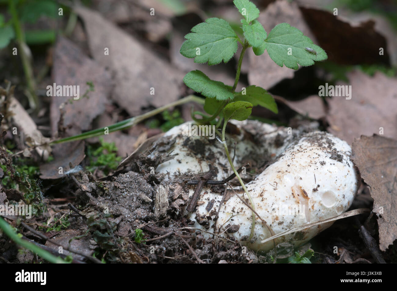 Milk-white brittlegill (Russula delica) mushroom, close up shot Stock Photo