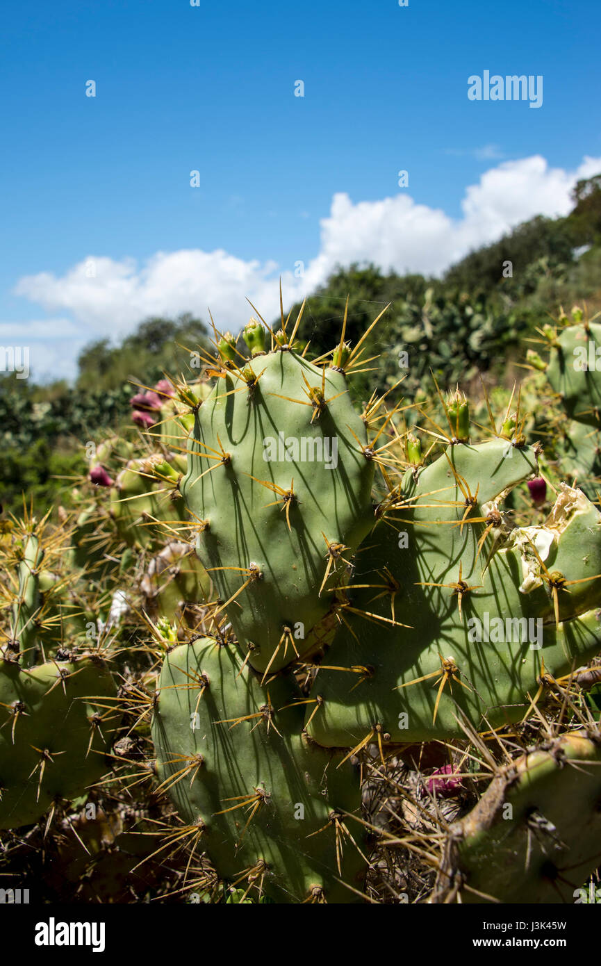 Cactus wild plant portugal hi-res stock photography and images - Alamy